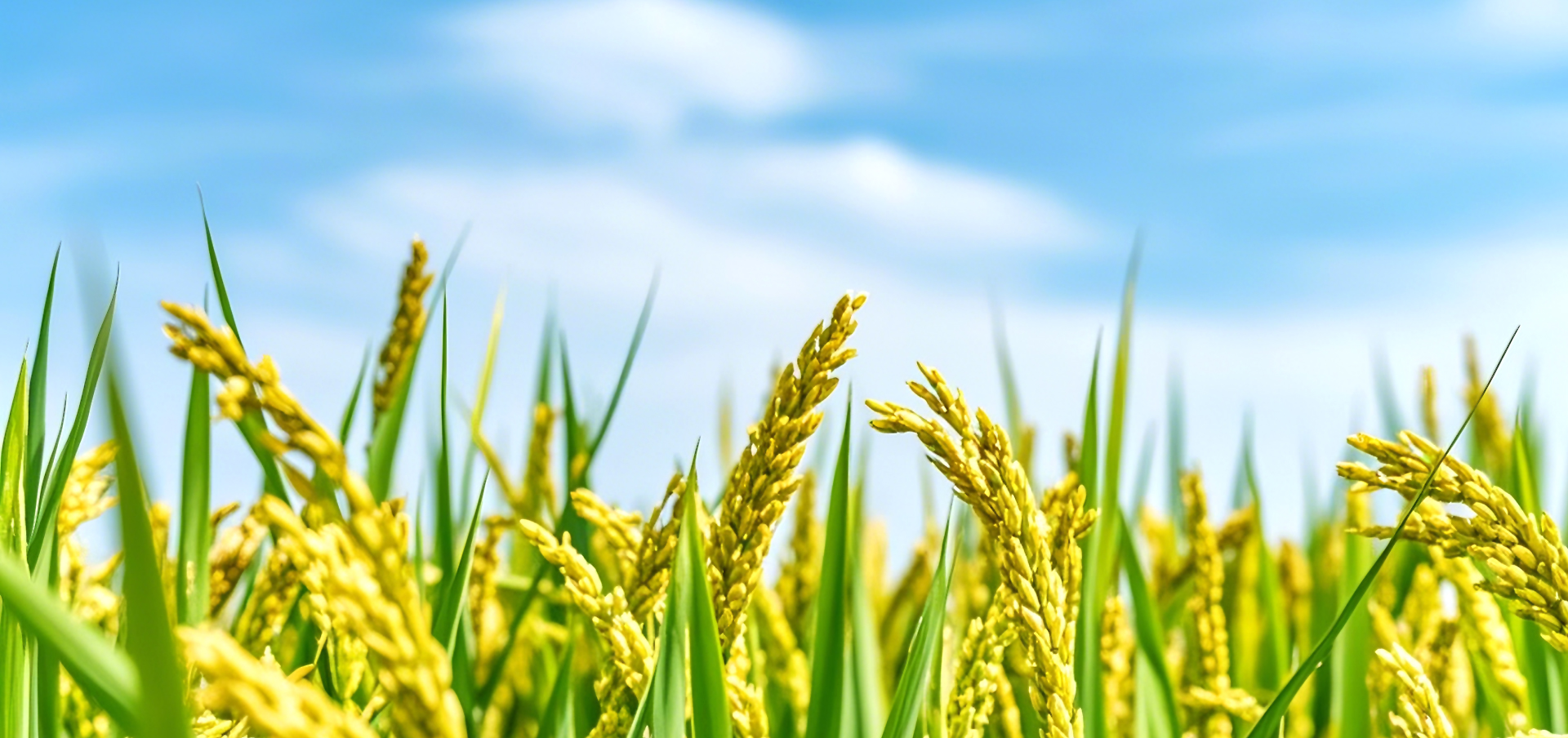 威澳门尼斯人4886