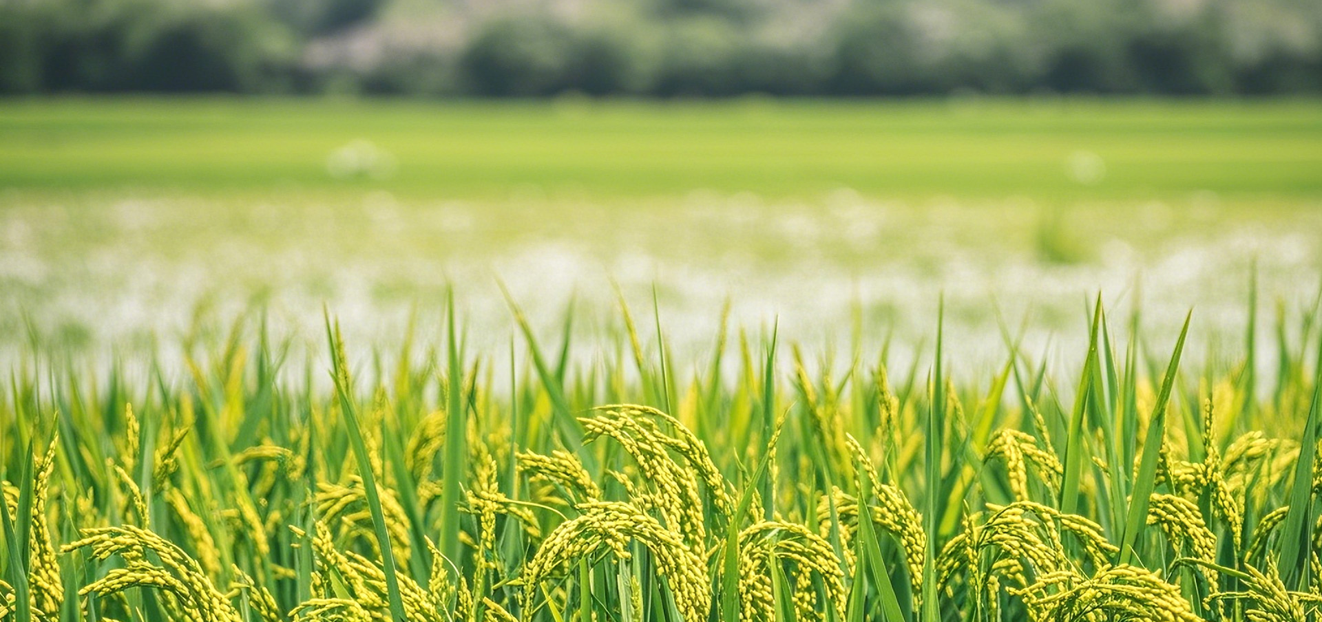 威澳门尼斯人4886