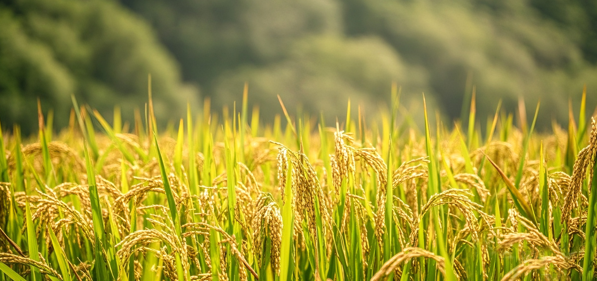 威澳门尼斯人4886