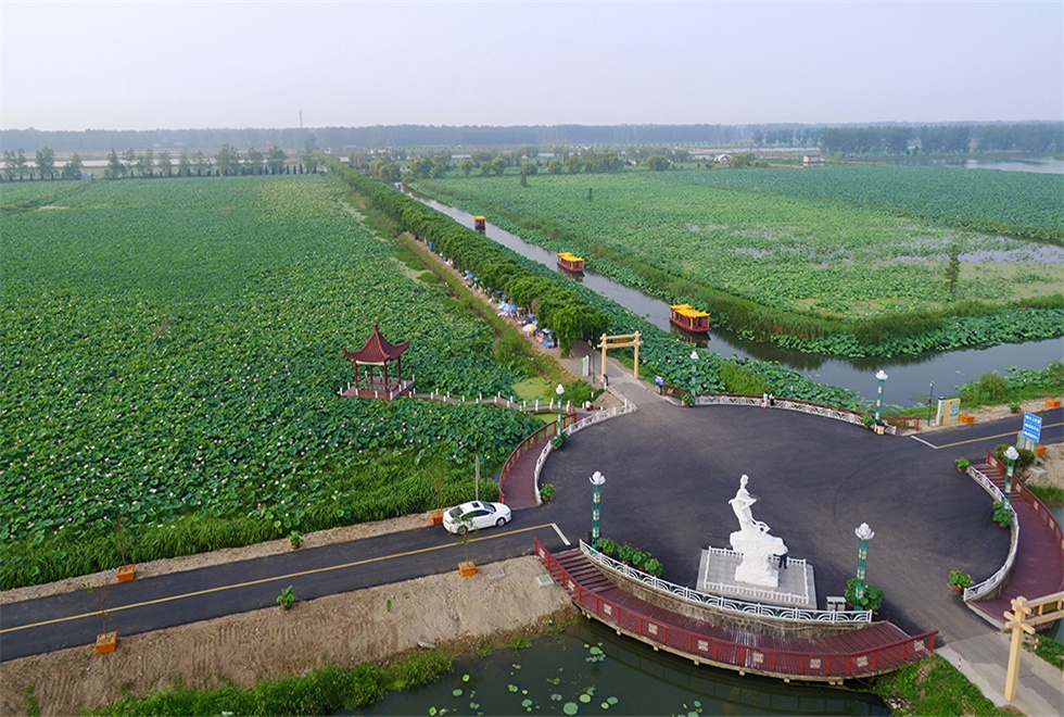 金湖荷花荡景区