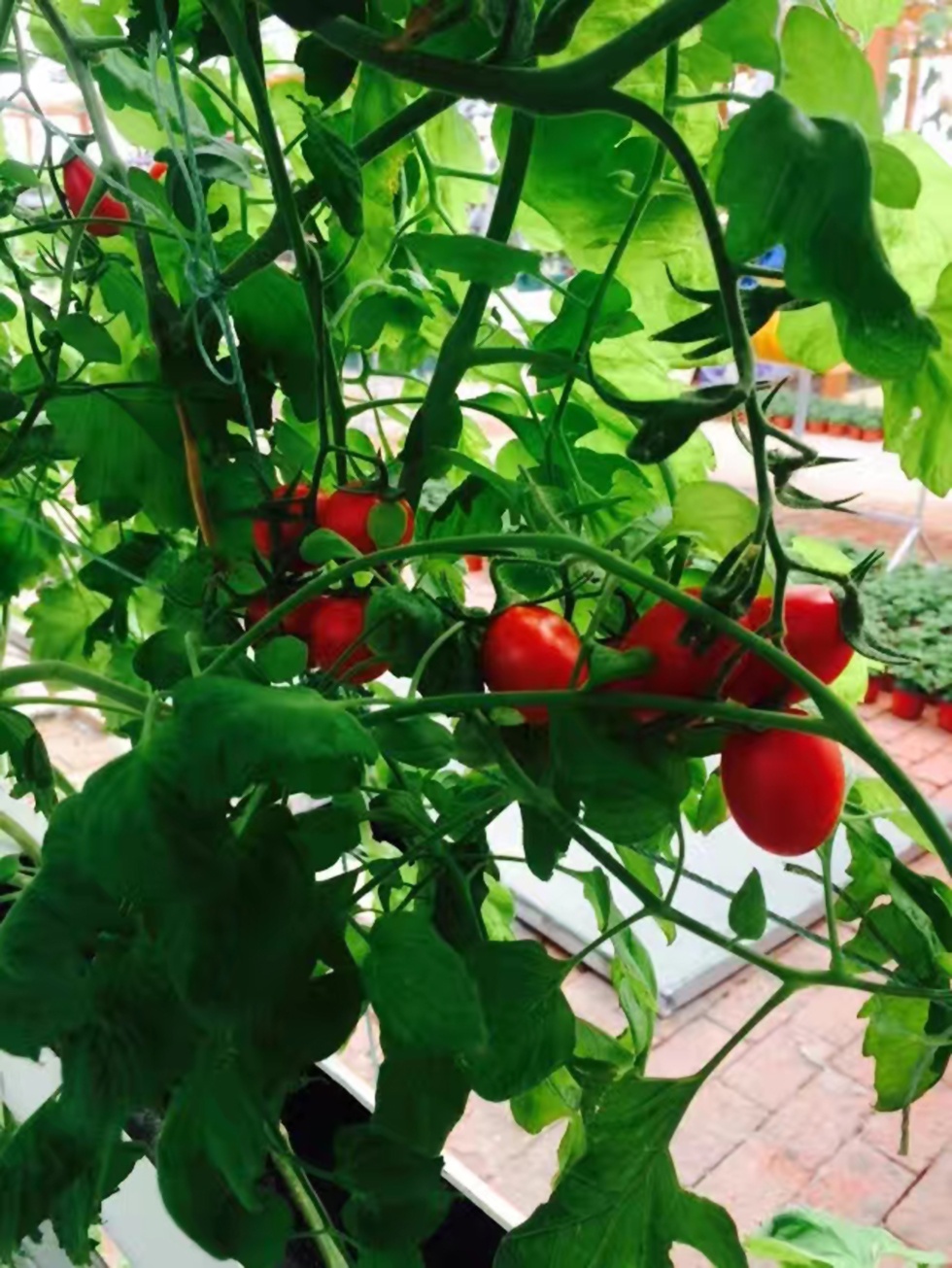 威澳门尼斯人4886