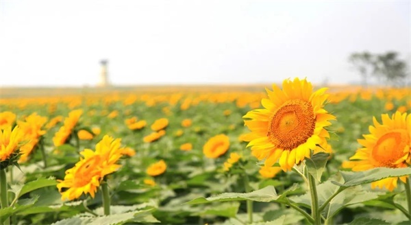 向阳花开，粉黛迷情 | 向日葵的故事花期正盛，与家人朋友一起去星空露营，不负秋日好时光！