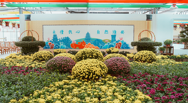 花好月圆，家国情怀丨八天长假，白马湖菊世无双菊花展陪你一起狂欢！