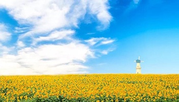 白马湖向日葵的故事景区获批国家AAAA级旅游景区