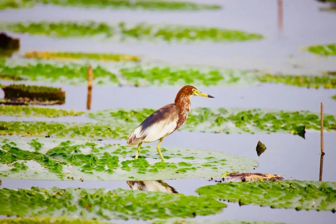 威澳门尼斯人4886