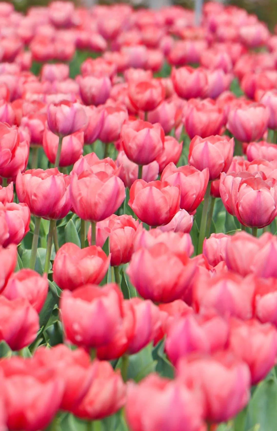 威澳门尼斯人4886