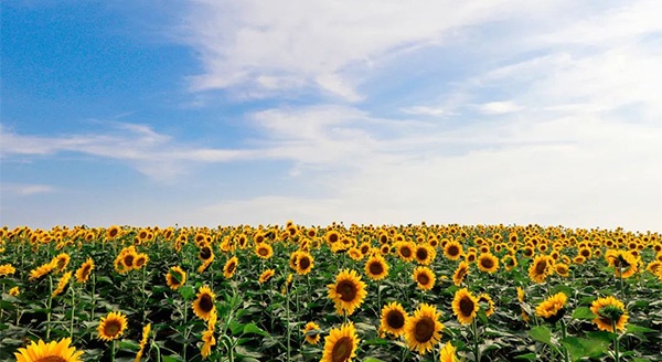 FUN暑假啦！一起“趣”白马湖露营吧 | 威澳门尼斯人4886