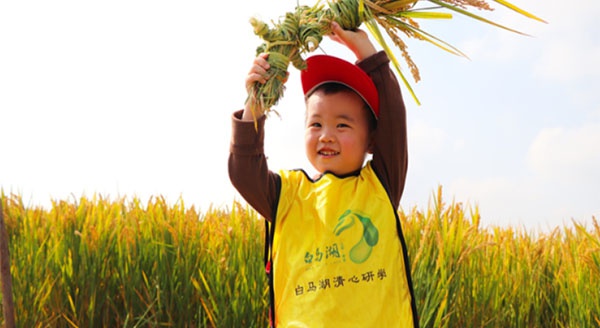 【白马湖清心研学】风吹稻浪，秋收正好~白马湖秋收大作战研学活动精彩回顾