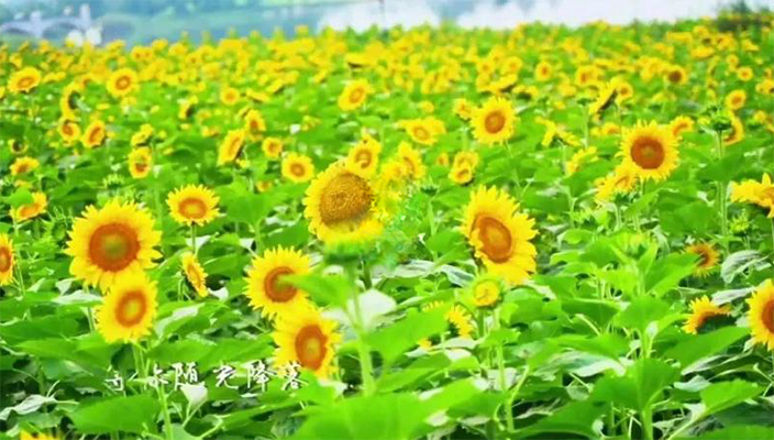 百亩向日葵 花开迎客来