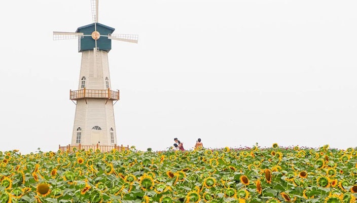 南葵北菊精彩开启！赴一场缤纷多彩的秋日之约~