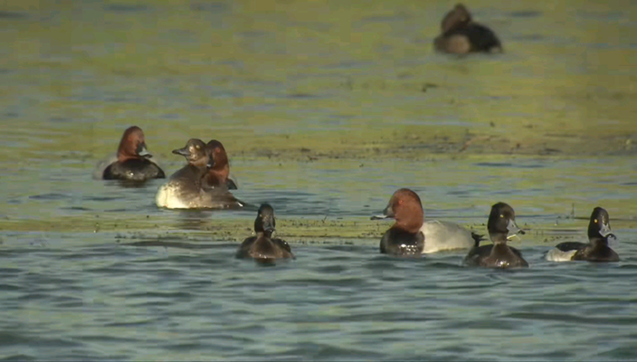 高光！多家主流媒体聚焦白马湖湿地