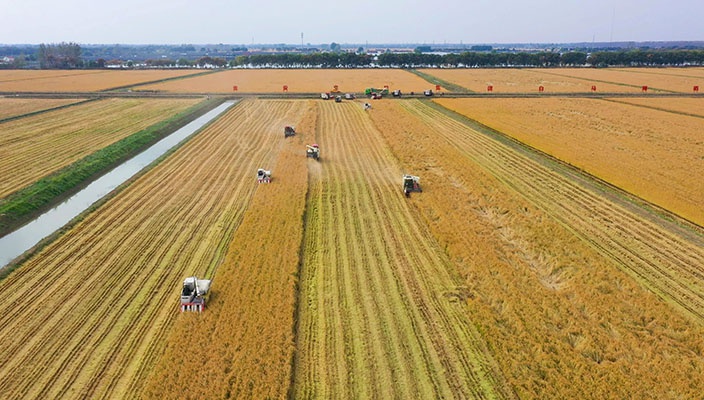 湖畔稻香，“丰”景如画
