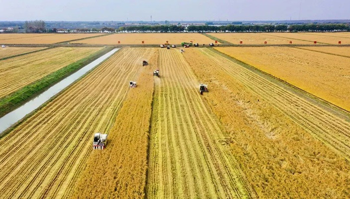 市文旅集团积极推动“淮安大米”示范基地建设