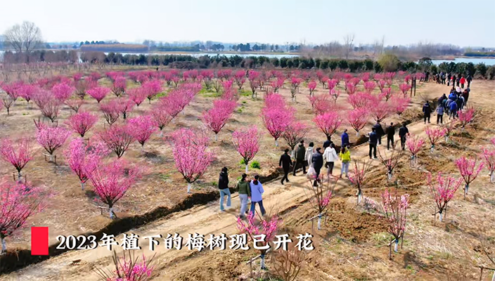 春光正好 白马湖畔植树忙