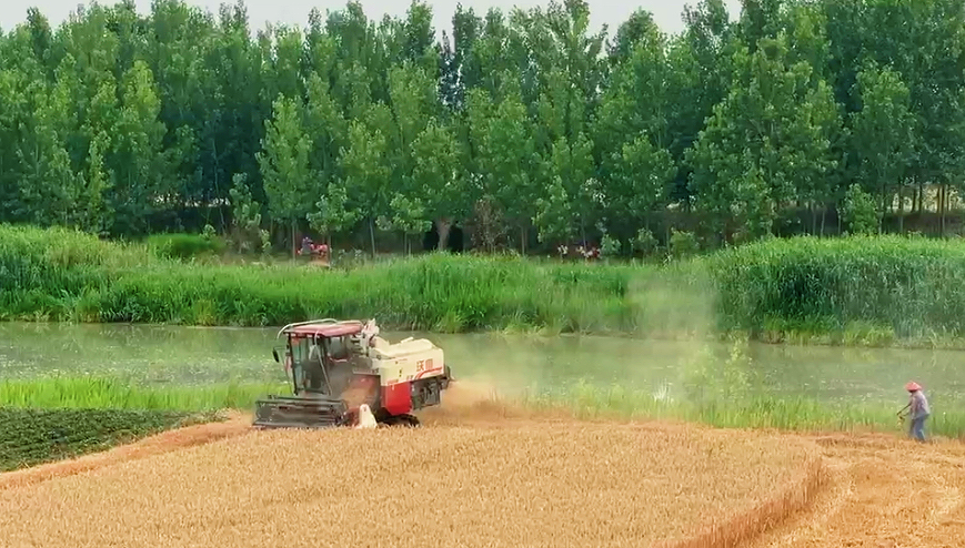 夏收进行时——淮安大米集团全面开展夏粮收购工作