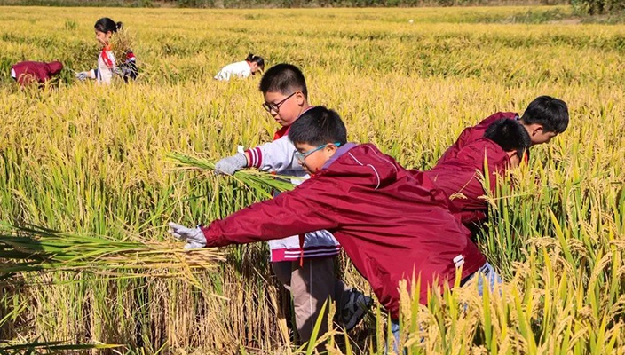《一粒米的故事》荣获2024年江苏省优秀科普研学课程