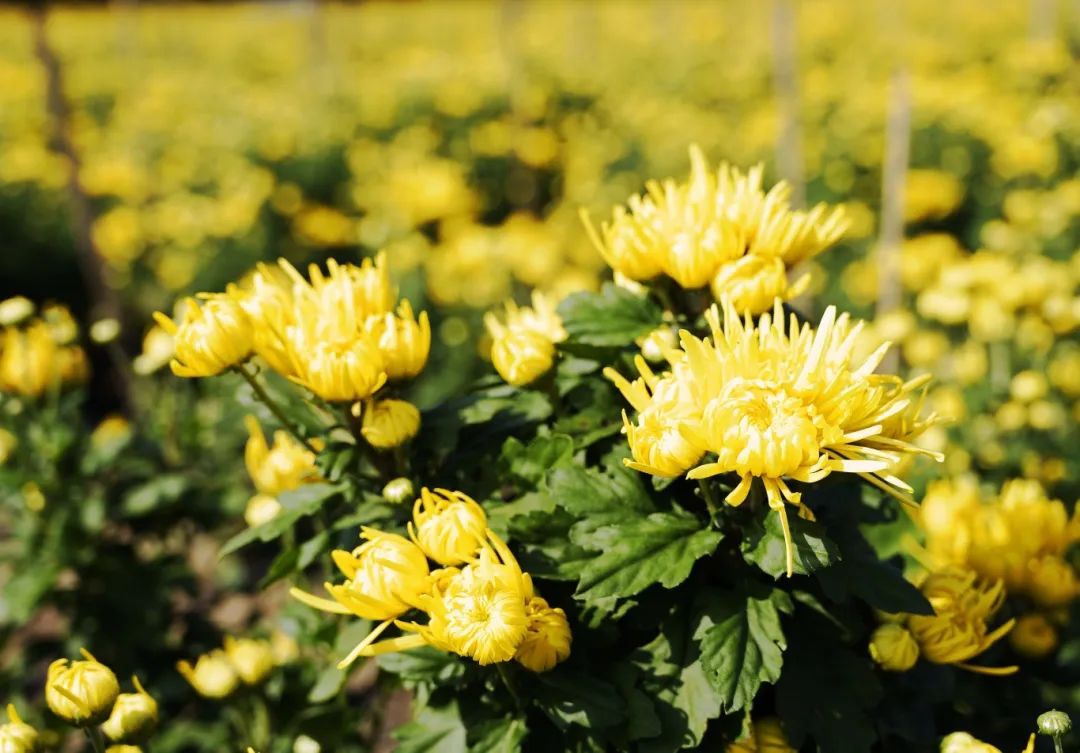 威澳门尼斯人4886