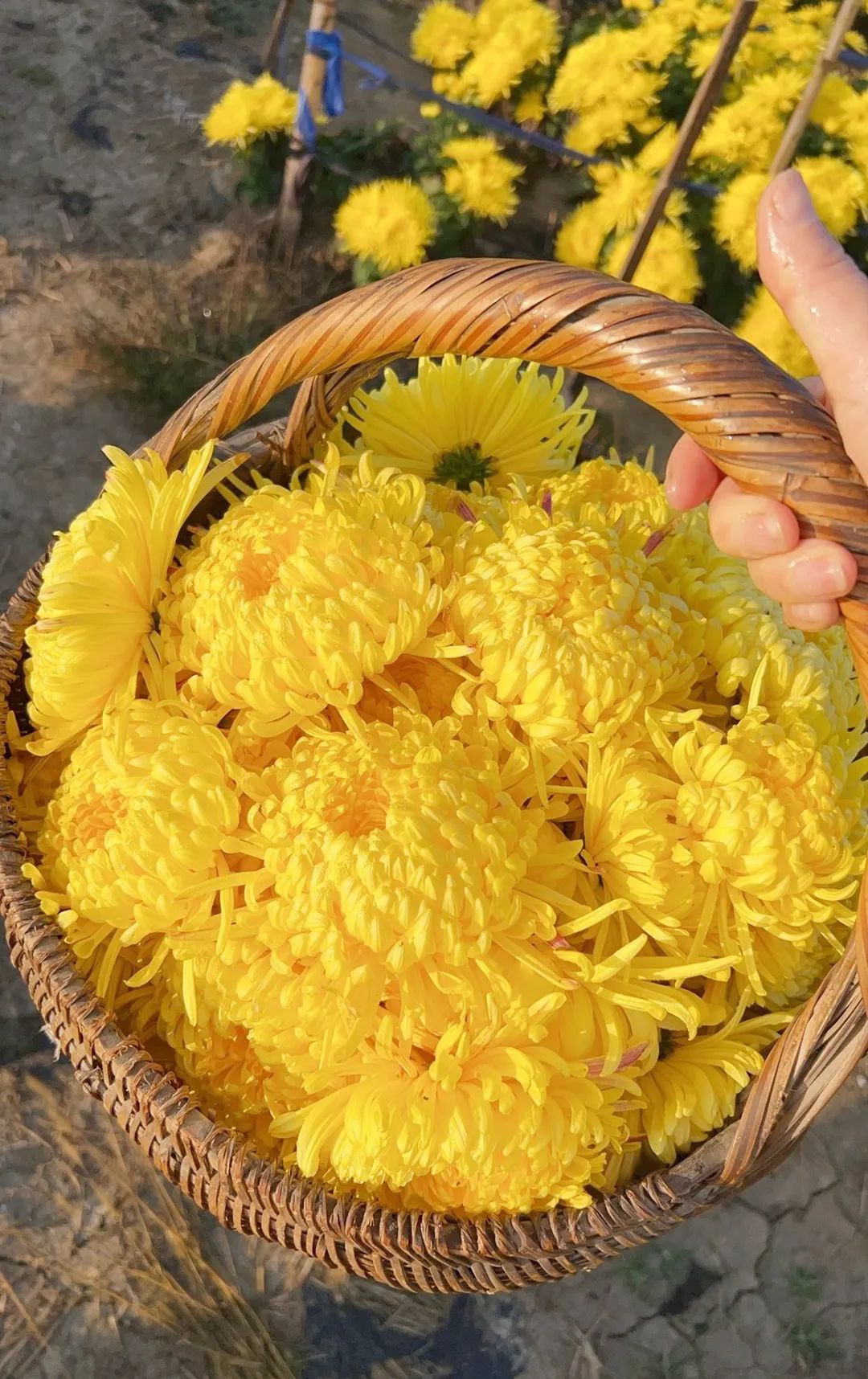 威澳门尼斯人4886