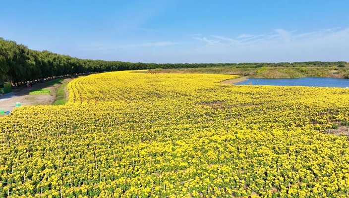 白马湖：金丝皇菊采收忙 绽放美丽“致富花”