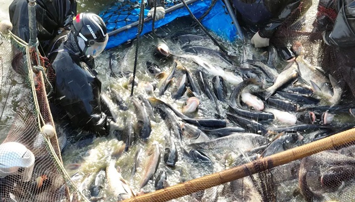 鱼跃人欢 产销两旺