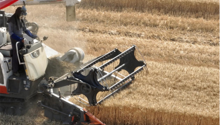 雨季将至，白马湖园林公司昼夜抢收小麦保收成