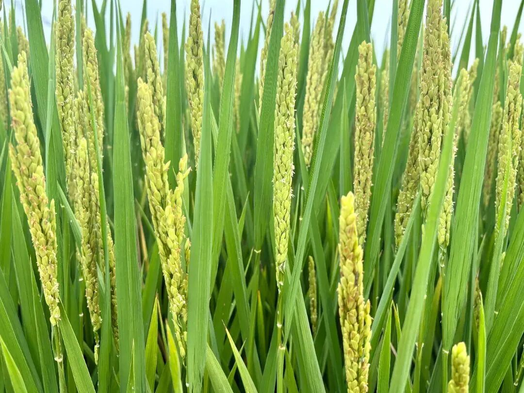 威澳门尼斯人4886